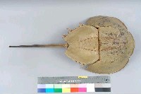 藏品(三棘鱟)的圖片